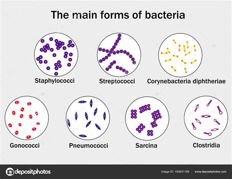 Les Principales Formes Bact Ries Image Vectorielle Par Sandro