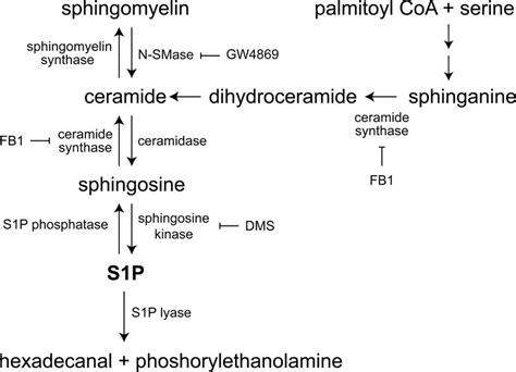 Sphingolipid Metabolism Pathway