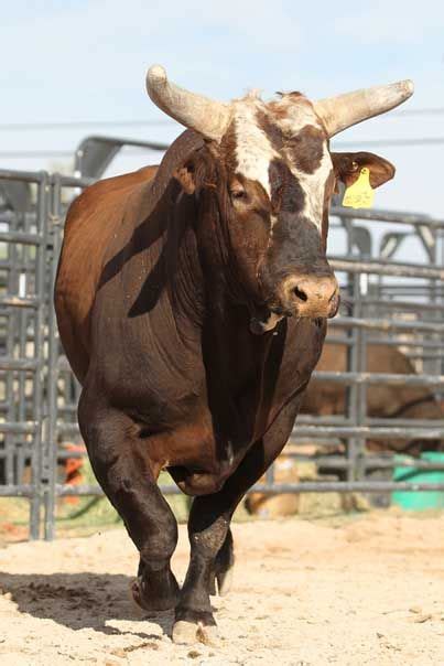 Bushwacker legend of the bull pbr – Artofit