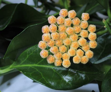 Hoya obscura – Frostvit's Flora