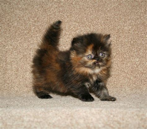 8 Tortoiseshell Persian Kittens For Sale Persian Kittens Abyssinian