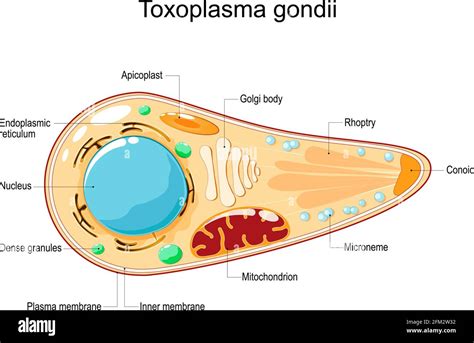 Toxoplasma Gondii Cell Structure And Anatomy Vector Illustration