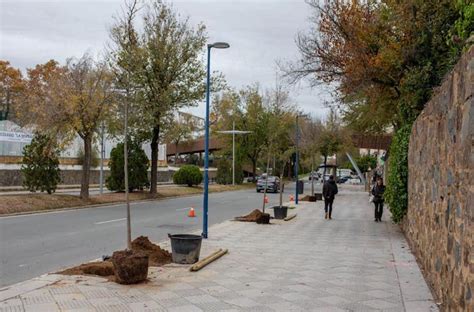 Comienza la reforestación de la ciudad para recuperar los árboles