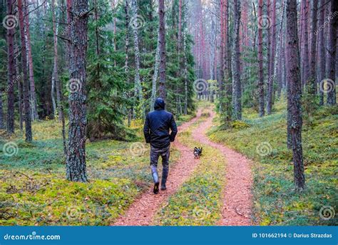 Man Walk Down The Path Of Pine Trees Stock Photo Image Of Autumn