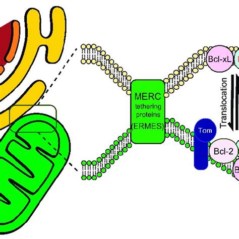 Schematic Representation Of The Involvement Of Mitochondria Er Contact Download Scientific