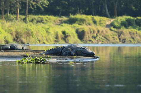 Exploring Chitwan National Park Before Visit Guide B Visit