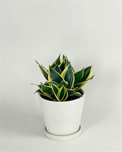 Sansevieria Trifasciata Hahnii Black Gold Snake Plant PlantVine