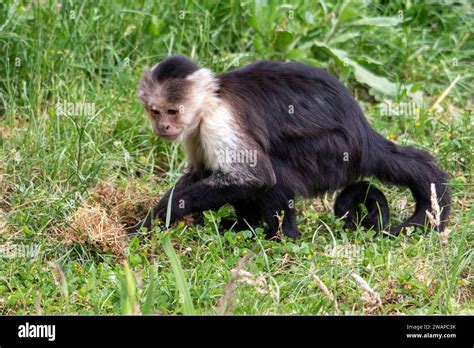 White Shouldered Capuchin Hi Res Stock Photography And Images Alamy