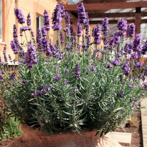 Лаванда узколистная Hidcote Blue (Хидкот Блю)