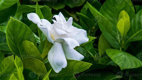 White Gardenia Flower Blooming Cape Jasmine The Gardenia Jasminoides