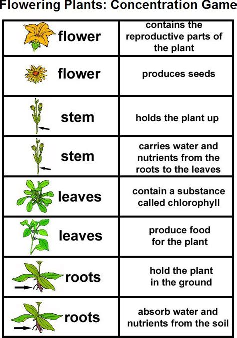 Parts Of Plants Worksheet For Grade 3