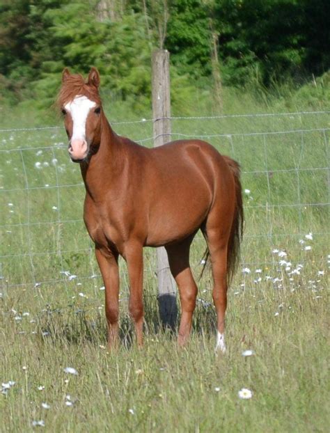 Stallion License — Caspian Horse Breeders Association