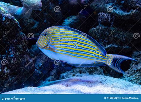 Acanthurus lineatus fish stock image. Image of colorful - 115036829