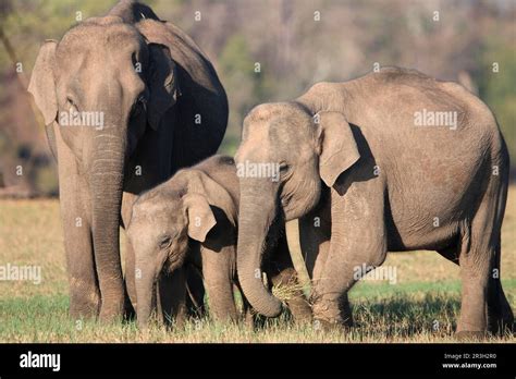 Asian Elephant Indian Elephant Asian Elephants Elephas Maximus