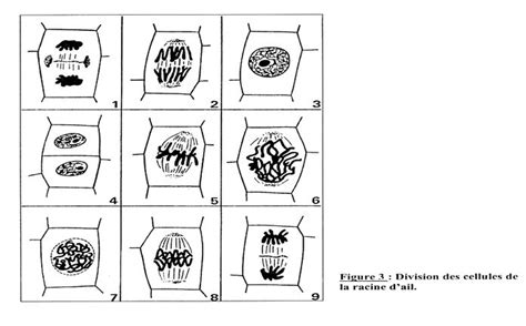 La Division Cellulaire Ou Mitose Er S