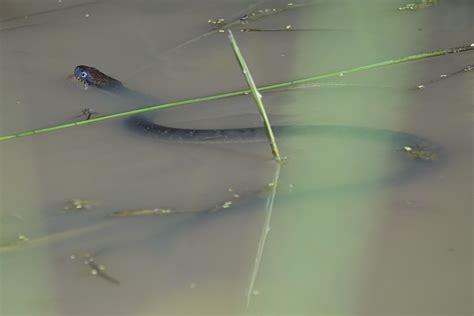 Plain Bellied Watersnake Spavinaw Creek Delaware County Flickr