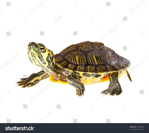 Funny Green Turtle On Parade Walking Stock Photo 79459885 | Shutterstock