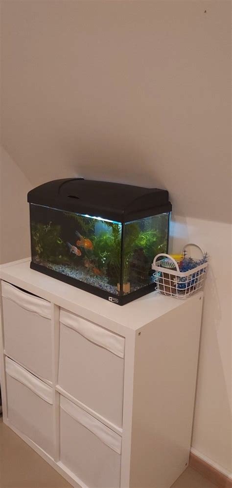 My Goldfish tank 🐚🐚 | Goldfish tank, Fish tank, Pet fish