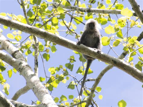 annamese langur trachypithecus margarita   mammals
