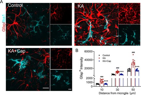 Captopril Treatment Suppresses The Ka Induced Contact Between Glial