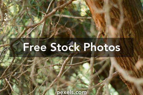 forest animated      forest animated stock