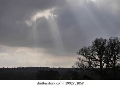 God Rays New Forest Stock Photo 1902951859 | Shutterstock