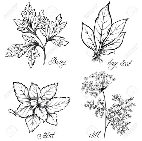 Mint Leaf Drawing at GetDrawings | Free download