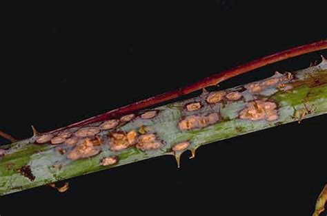 Anthracnose: Preventing Leaf Spots and Blights On Your Plants | Epic Gardening