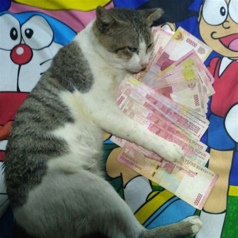 Kucing Adalah Binatang Yang Lucu Kaskus