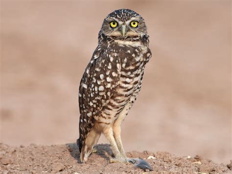 Burrowing Owl