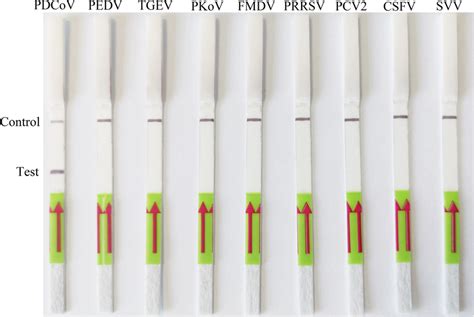 Detection Specificity Of The LFD RPA Assay The Top Line On The Lateral