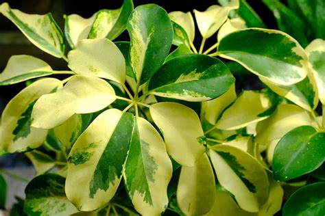 How To Grow And Care For Umbrella Tree Plants