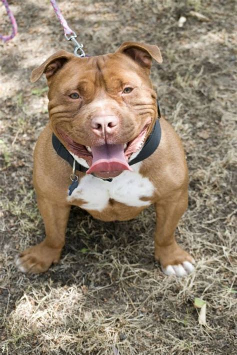 Sweet Pit Bull Mix Can’t Stop Smiling After Being Rescued From The Shelter