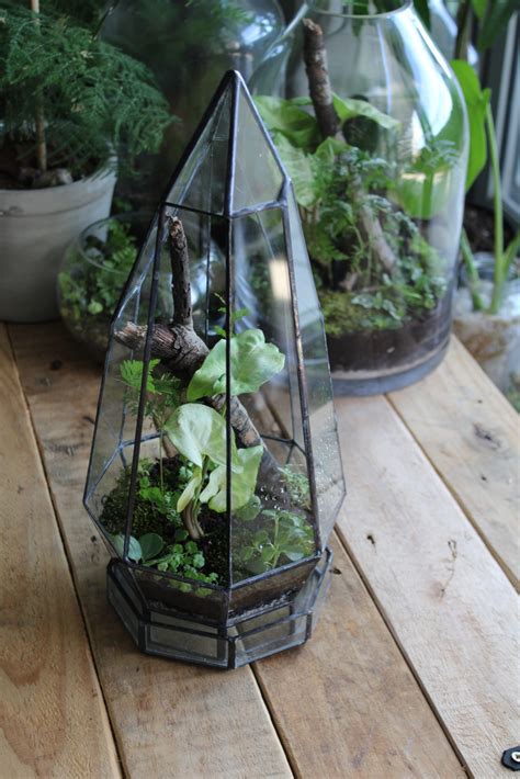 About - Forest Floor Terrarium