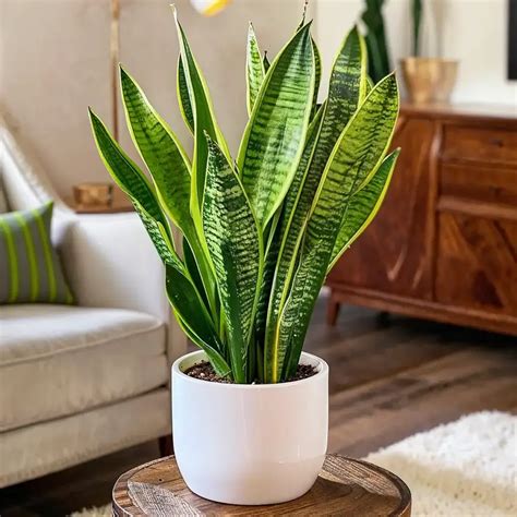 17 Tropical Indoor Plants You Can Successfully Grow Indoors | Elfin View