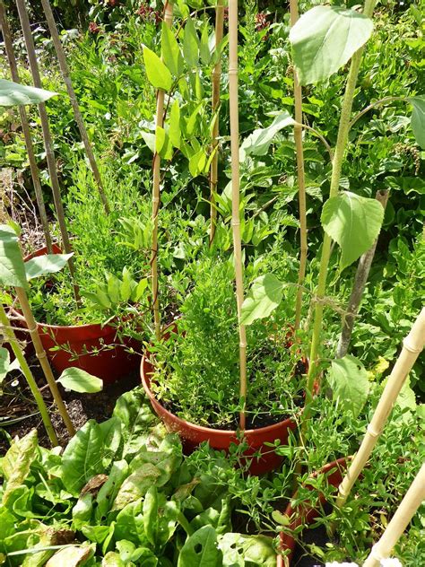 Edible Perennials in a Home Garden