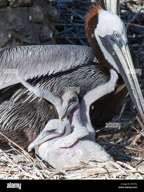 Baby brown pelican hi-res stock photography and images - Alamy