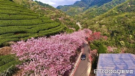 滿山櫻花盛開9成！ 雲林石壁美人谷瞬間成「粉紅仙境」 Ettoday生活新聞 Ettoday新聞雲