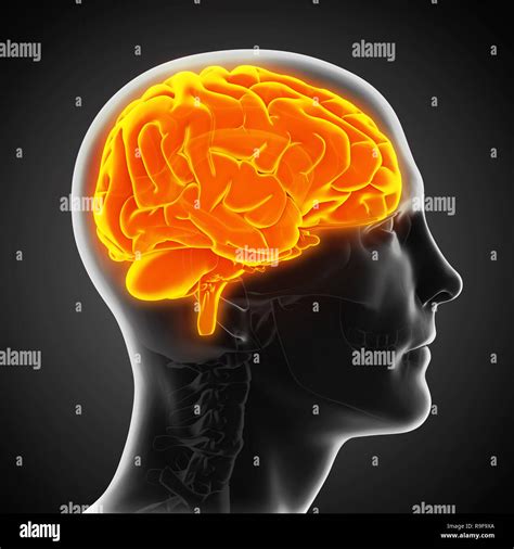 Human Brain Anatomy Illustration Stock Photo Alamy