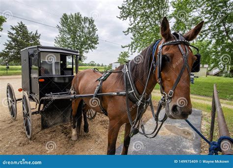 Amish Buggy Horse Stock Image | CartoonDealer.com #44985361