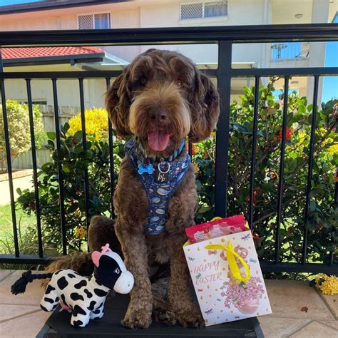 How Much Do Labradoodles Weigh? [All Sizes] - OodleLife®