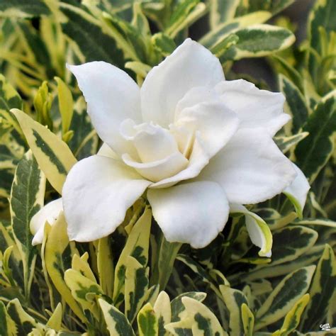 Shop Stunning Variegated Radicans Gardenia Plant With White Blooms