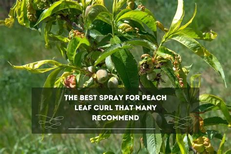 3 Best Homemade Spray For Peach Leaf Curl Gardenthrone