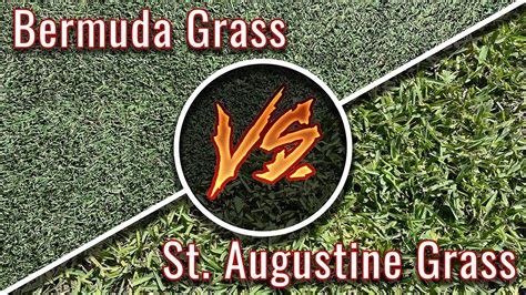 Bermuda Grass Vs St Augustine Grass Warm Season Turf Types In Texas