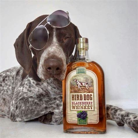 Bird Dog Whiskey German Shorthaired Pointer Classic Bird Dog Look