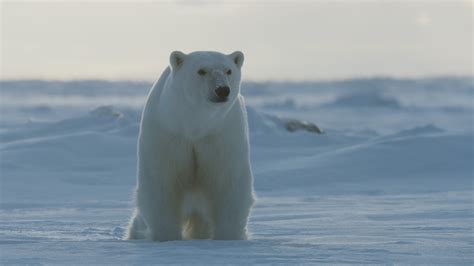 Frozen Planet Ii Inside The Epic New Bbc Series Discover Wildlife