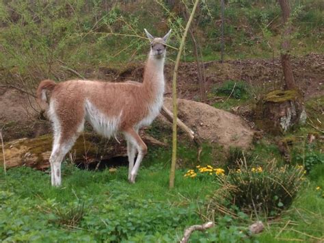 Lama guanako - Horní Záhoří (Písek), Prodám | ChovZvířat.cz