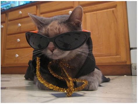 101 Cats Wearing Sunglasses Sunglasses How To Wear Wearing Glasses