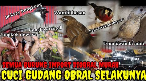 JUAL ASAL LAKU AMBYAR BURUNG IMPORT GACOR DIJUAL HRG BAHAN STOK