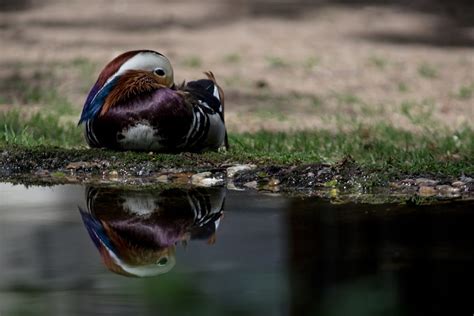 swedish duck breeds